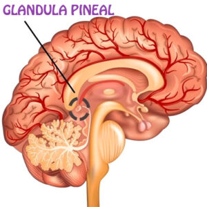 localizacion de la glandula pineal en el cerebro